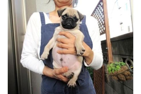 成約済の神奈川県のパグ-52345の2枚目